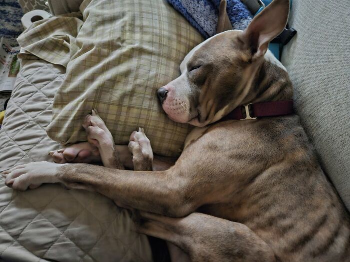 Abandoned Dog Spotted Shivering On A Chicago Bus Bench Finally Gets Help Abandoned Dog Spotted Shivering On A Chicago Bus Bench Finally Gets Help