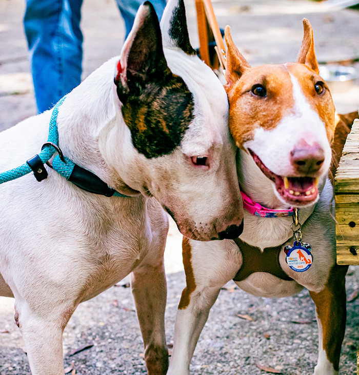 Trooper in a blue collar, showing affection at a park. Trooper in a blue collar, showing affection at a park.