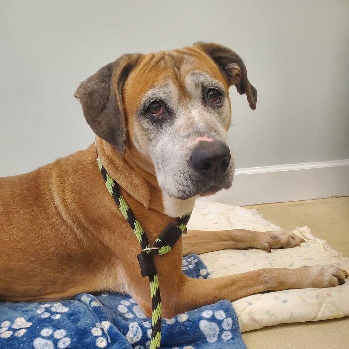 Rescued 12-year-old pup lying on a blanket, looking hopeful for adoption. Rescued 12-year-old pup lying on a blanket, looking hopeful for adoption.