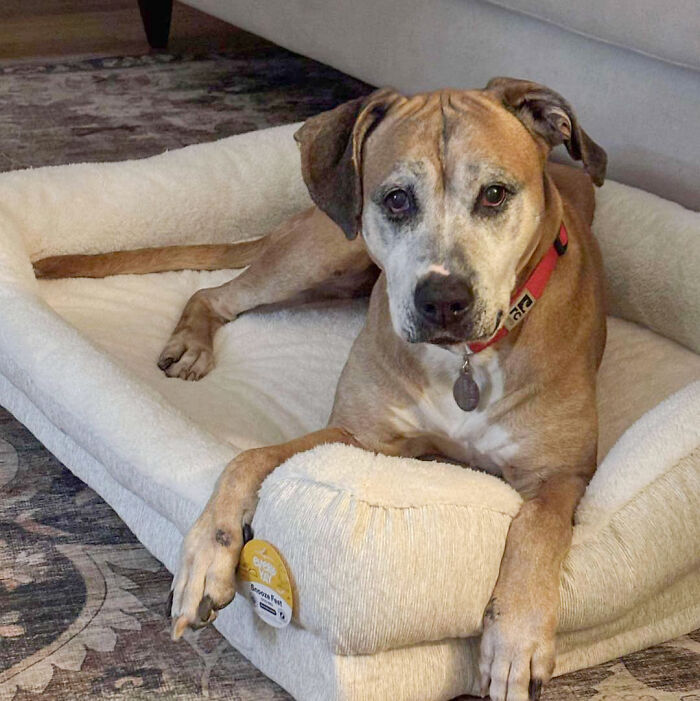Rescued 12-year-old pup lying on a cozy bed, wearing a red collar. Rescued 12-year-old pup lying on a cozy bed, wearing a red collar.