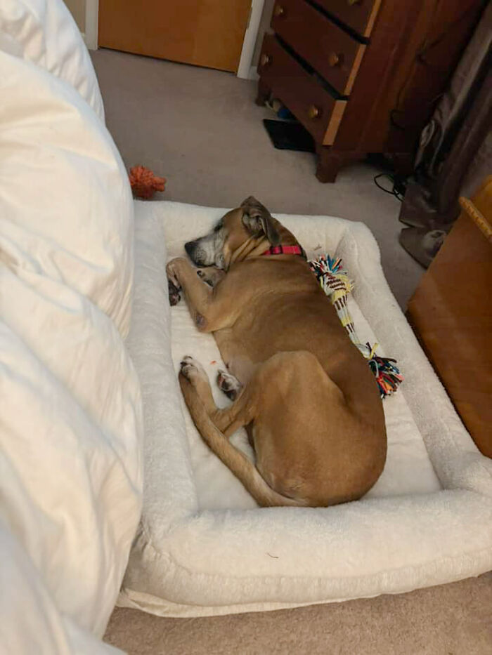 Rescued 12-year-old pup sleeping peacefully on a cozy bed in a bedroom setting. Rescued 12-year-old pup sleeping peacefully on a cozy bed in a bedroom setting.