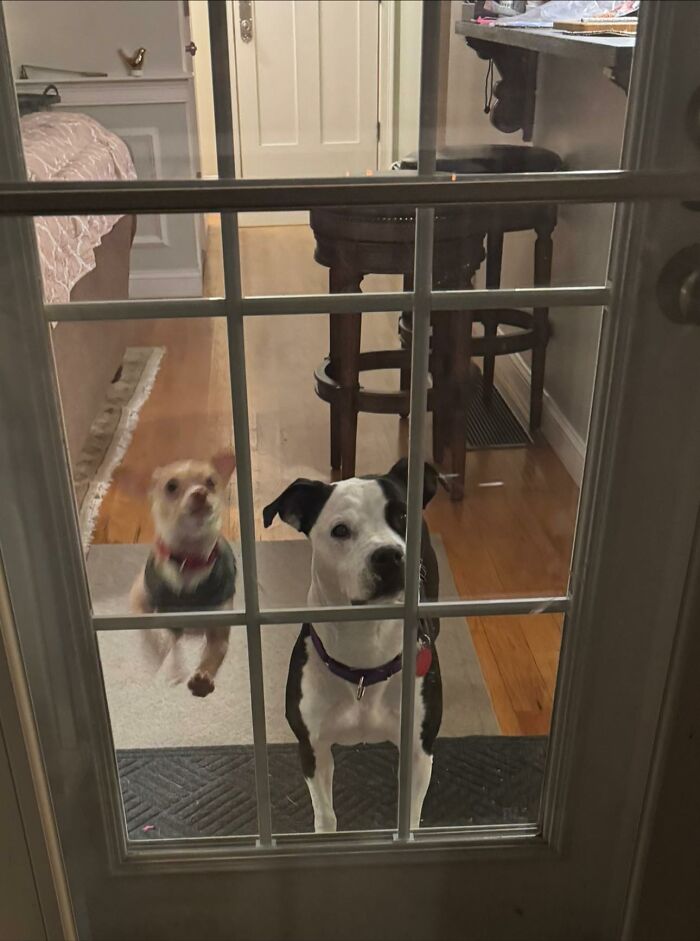 Two vastly different dogs forming a bond, looking through a glass door. Two vastly different dogs forming a bond, looking through a glass door.