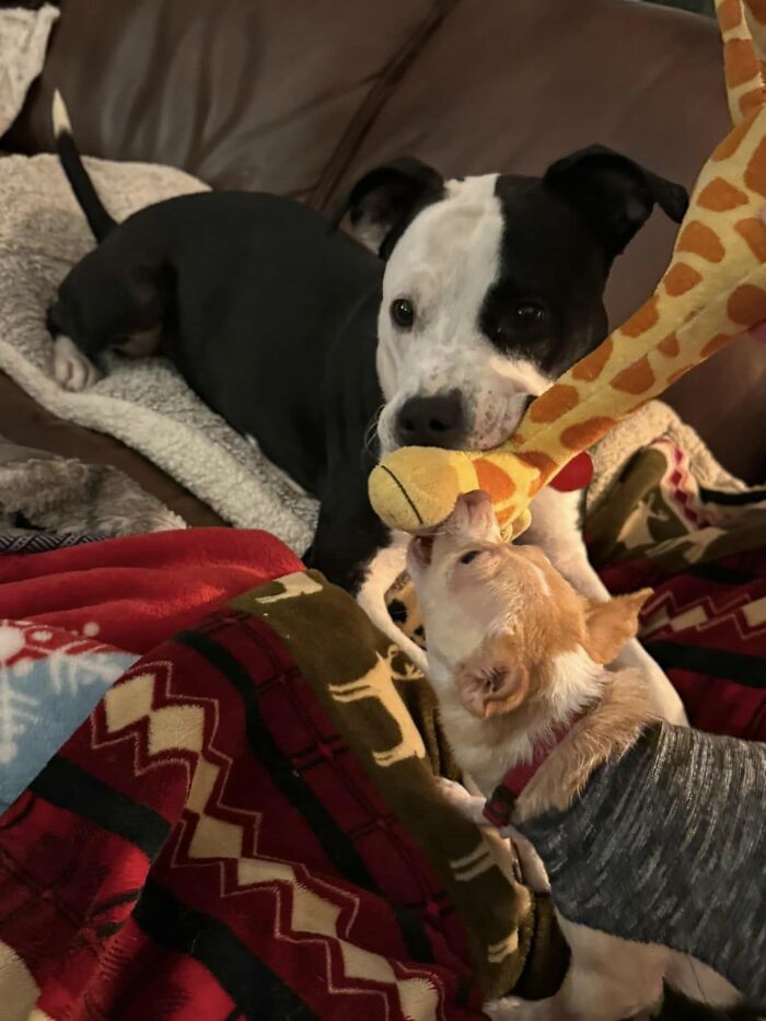 Two different dogs in a shelter bonding while playing with a plush giraffe toy on a cozy blanket. Two different dogs in a shelter bonding while playing with a plush giraffe toy on a cozy blanket.