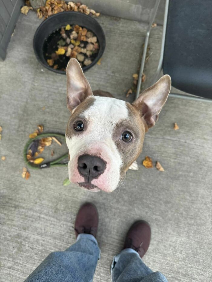 Abandoned Dog Spotted Shivering On A Chicago Bus Bench Finally Gets Help Abandoned Dog Spotted Shivering On A Chicago Bus Bench Finally Gets Help