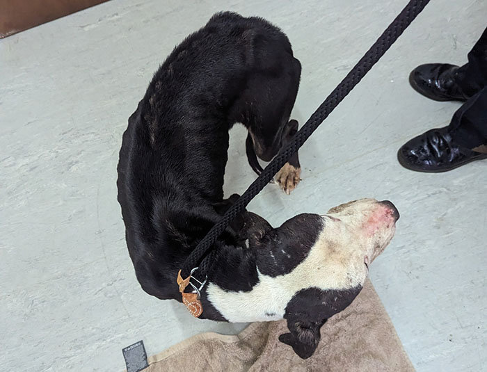 Rescued dog in shelter on leash, ready for first holiday at new home, standing on a towel indoors. Rescued dog in shelter on leash, ready for first holiday at new home, standing on a towel indoors.
