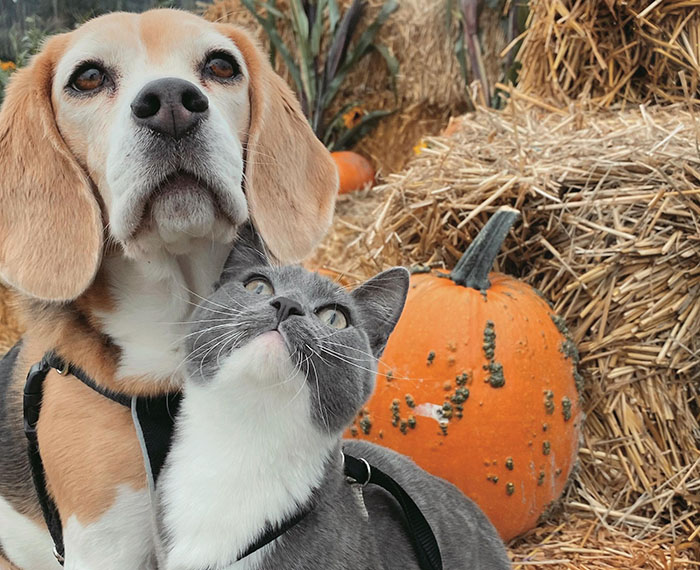 Dog and cat together in a pumpkin patch, displaying each other's traits, surrounded by hay bales and pumpkins. Dog and cat together in a pumpkin patch, displaying each other's traits, surrounded by hay bales and pumpkins.