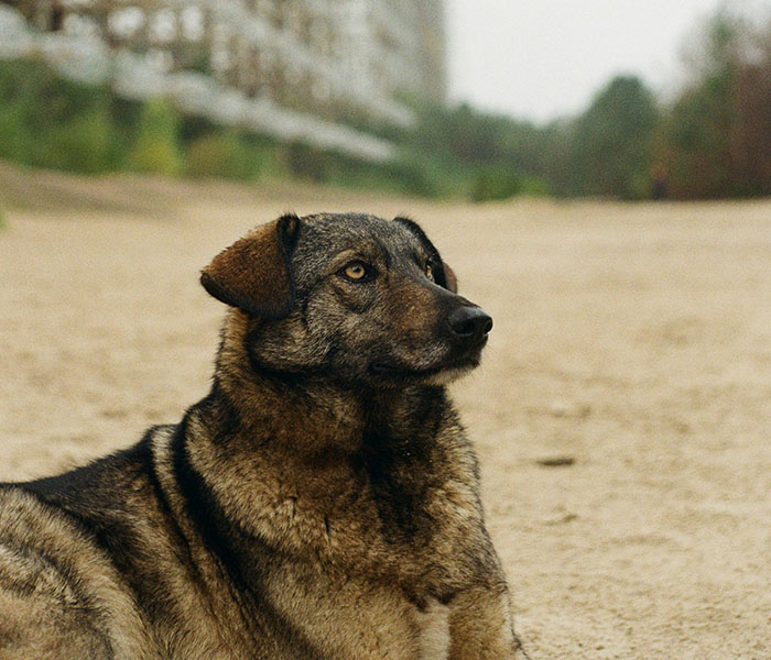 Dog near Chornobyl with unique genetic traits, sitting on a sandy path with trees and buildings in the background. Dog near Chornobyl with unique genetic traits, sitting on a sandy path with trees and buildings in the background.