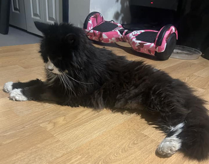 Blind cat resting on floor near hoverboard, fur black and white, saved from lake ice. Blind cat resting on floor near hoverboard, fur black and white, saved from lake ice.