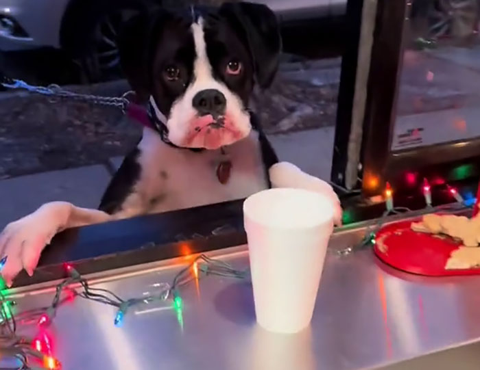 Pizzeria In Chicago Opens Doggie Treat Window, Goes Viral Due To The Most Wholesome Interactions Pizzeria In Chicago Opens Doggie Treat Window, Goes Viral Due To The Most Wholesome Interactions
