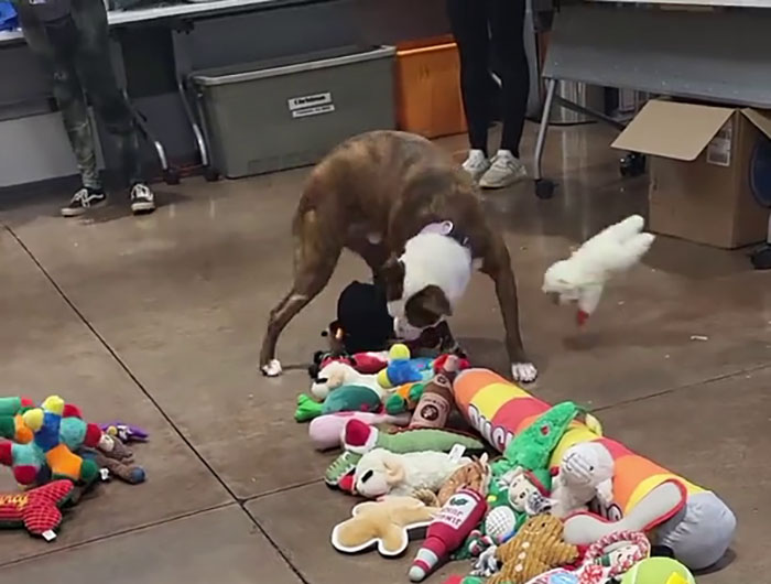Dog choosing from a pile of Christmas gifts in a room, surrounded by colorful toys. Dog choosing from a pile of Christmas gifts in a room, surrounded by colorful toys.