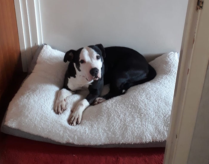Rescued dog resting on a plush bed in her new home, preparing for her first Christmas indoors. Rescued dog resting on a plush bed in her new home, preparing for her first Christmas indoors.