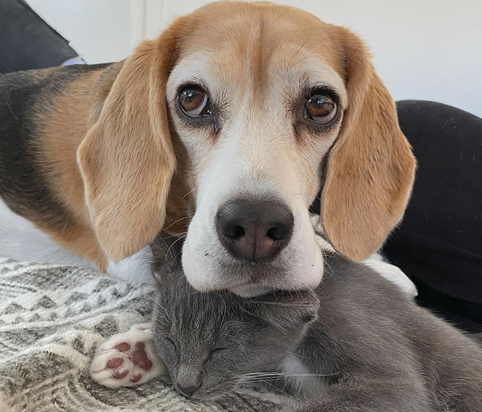 Dog and cat together on a blanket, dog resting its head on sleeping cat, showcasing their bond. Dog and cat together on a blanket, dog resting its head on sleeping cat, showcasing their bond.