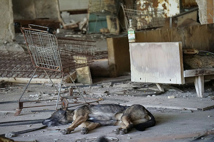 Dog near Chornobyl lying in a deserted area with a shopping cart and debris, illustrating genetic differences. Dog near Chornobyl lying in a deserted area with a shopping cart and debris, illustrating genetic differences.