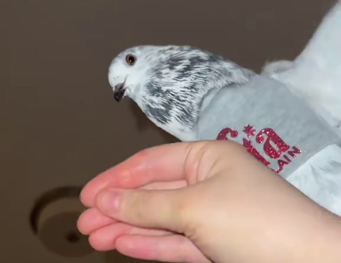 People Online Melt After Seeing This Adorable Pigeon Show Off His Christmas Sweaters People Online Melt After Seeing This Adorable Pigeon Show Off His Christmas Sweaters