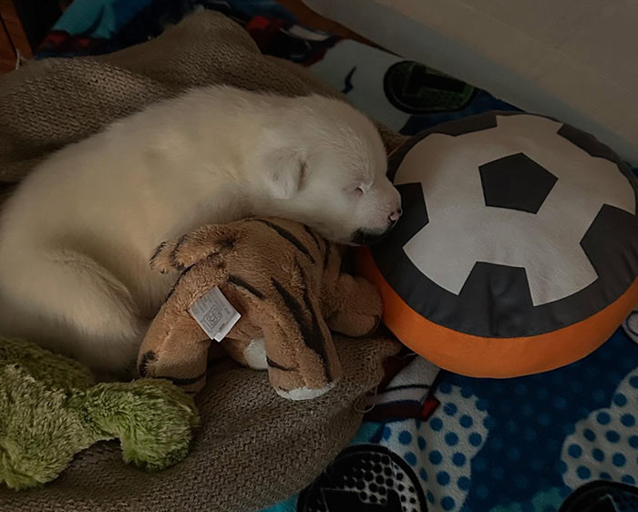 Rescued dog with large, adorable singleton puppy snuggled with toys, capturing hearts online. Rescued dog with large, adorable singleton puppy snuggled with toys, capturing hearts online.