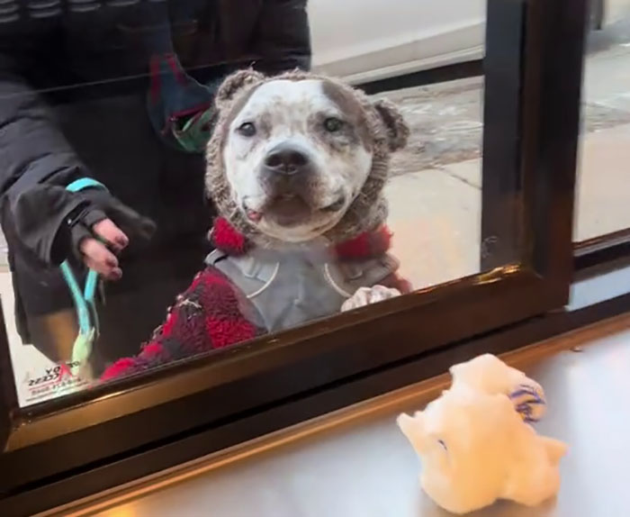 Pizzeria In Chicago Opens Doggie Treat Window, Goes Viral Due To The Most Wholesome Interactions Pizzeria In Chicago Opens Doggie Treat Window, Goes Viral Due To The Most Wholesome Interactions