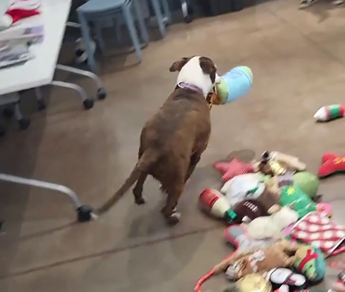 Dog picking a Christmas gift from a pile of toys. Dog picking a Christmas gift from a pile of toys.