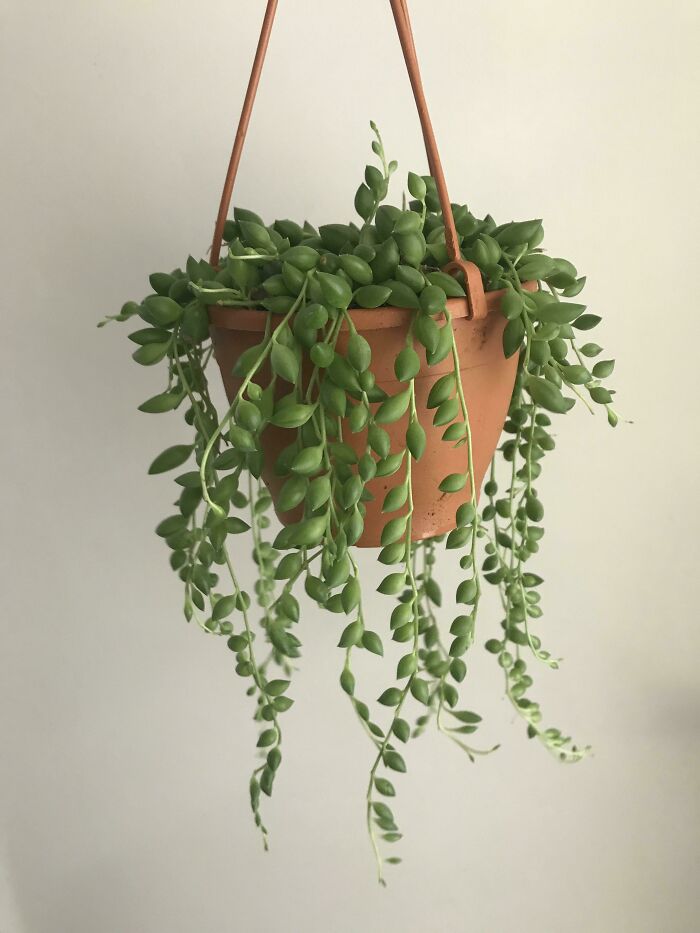 Hanging plant in a terra cotta pot with trailing green vines.