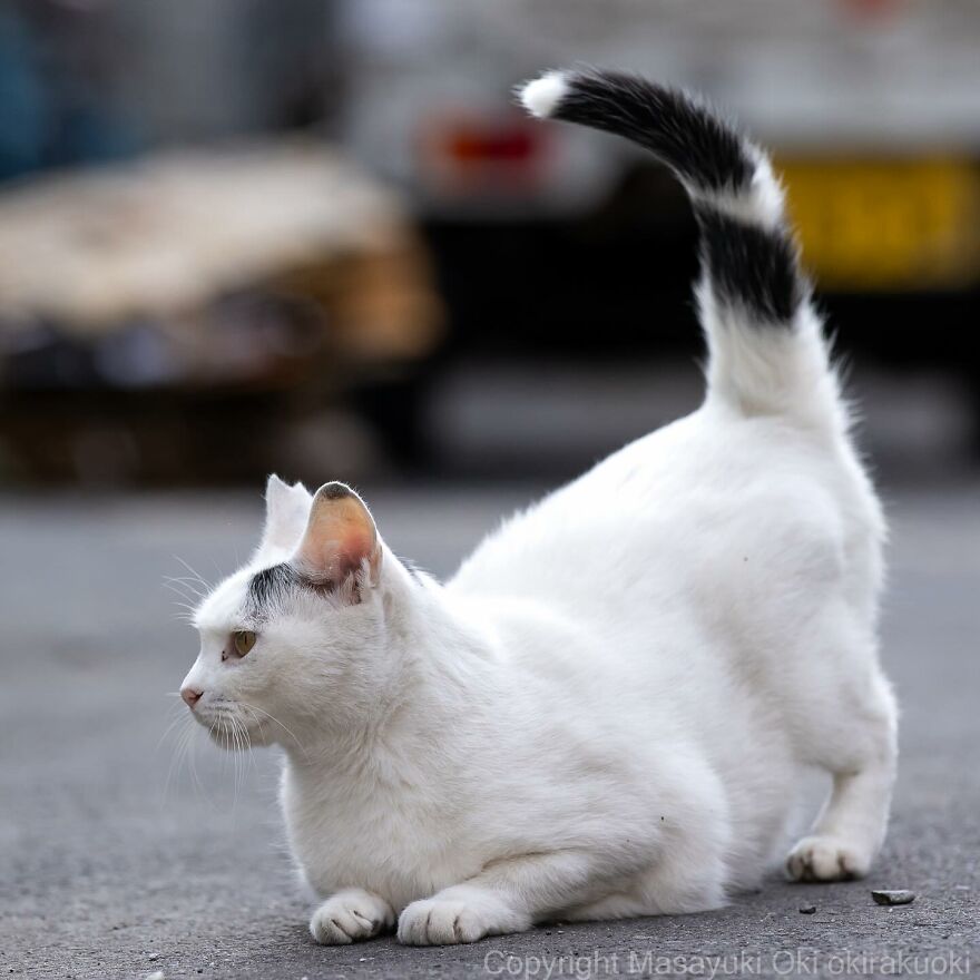 White cat with black-tipped tail crouched on pavement, captured by Masayuki Oki.