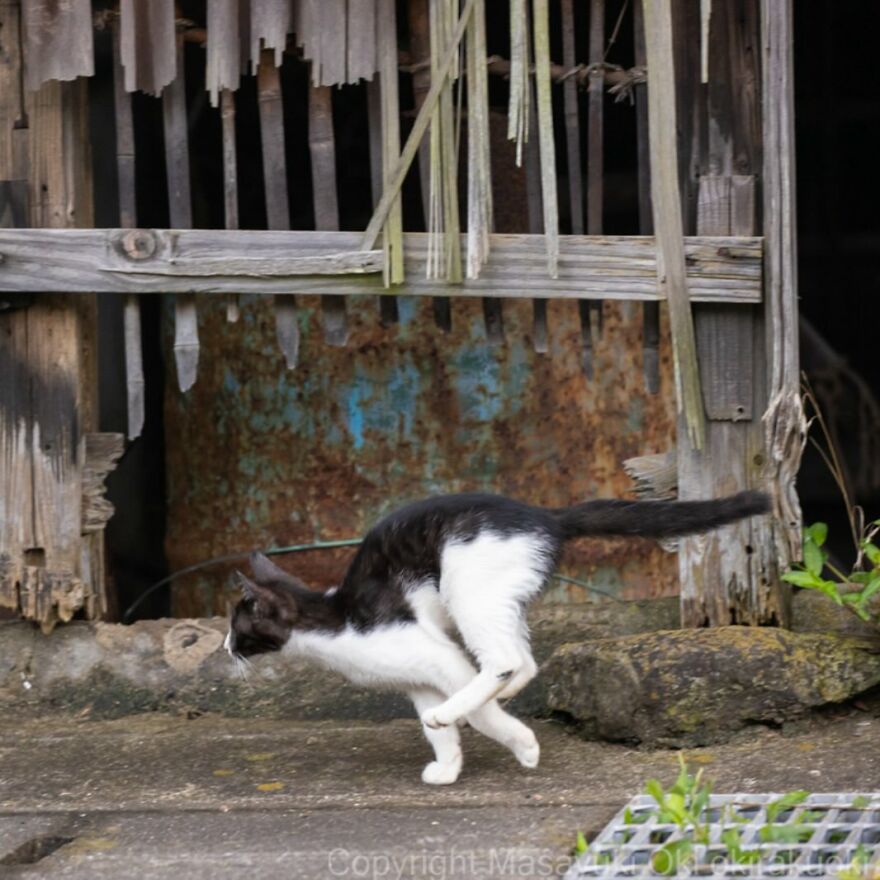 Black and white cat running past a rustic wooden fence. Captured by Masayuki Oki.