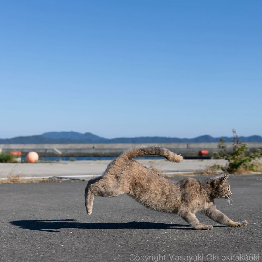 Entertaining cat leaping mid-air captured by Masayuki Oki with a scenic background.