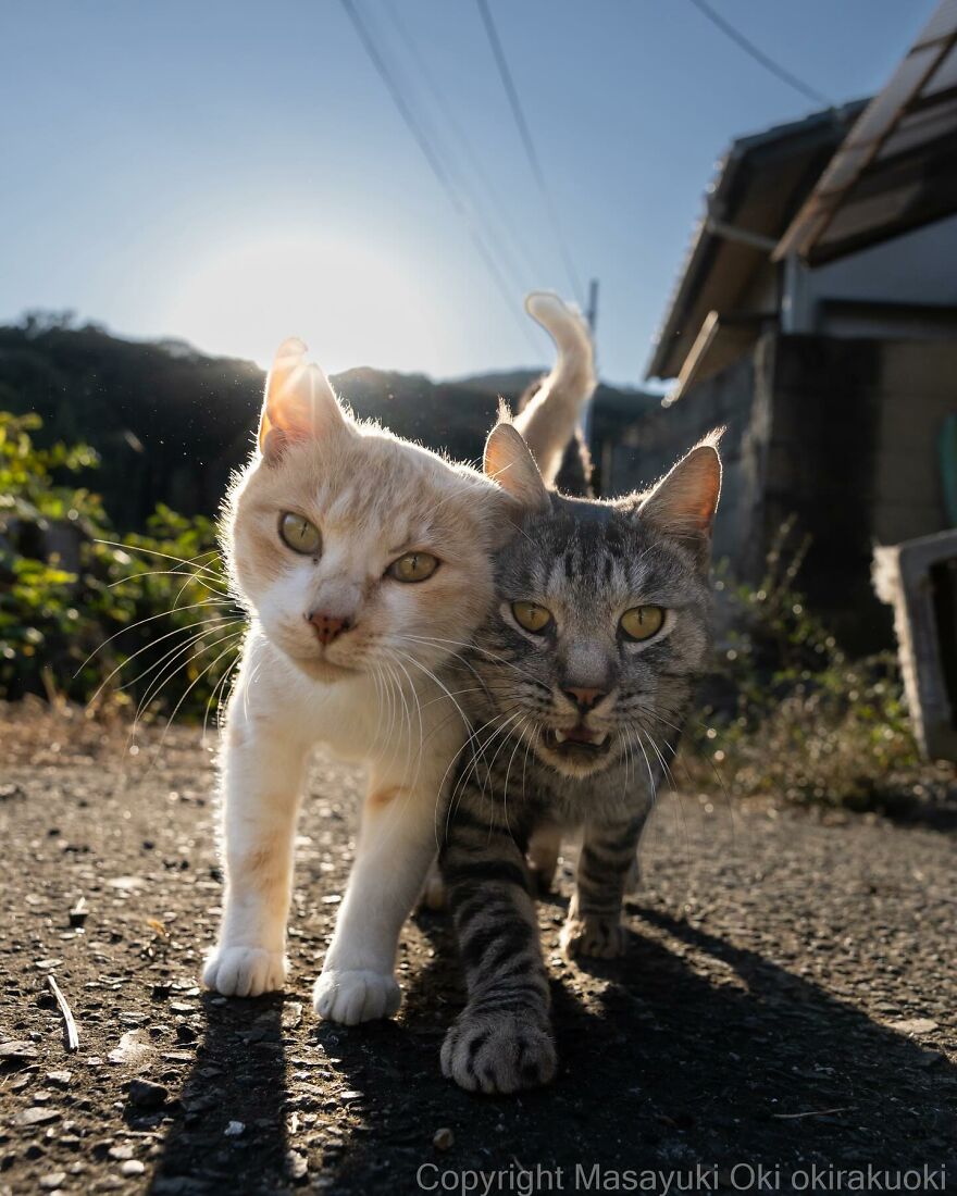 Two entertaining cats captured by Masayuki Oki, walking closely together on a sunny street.