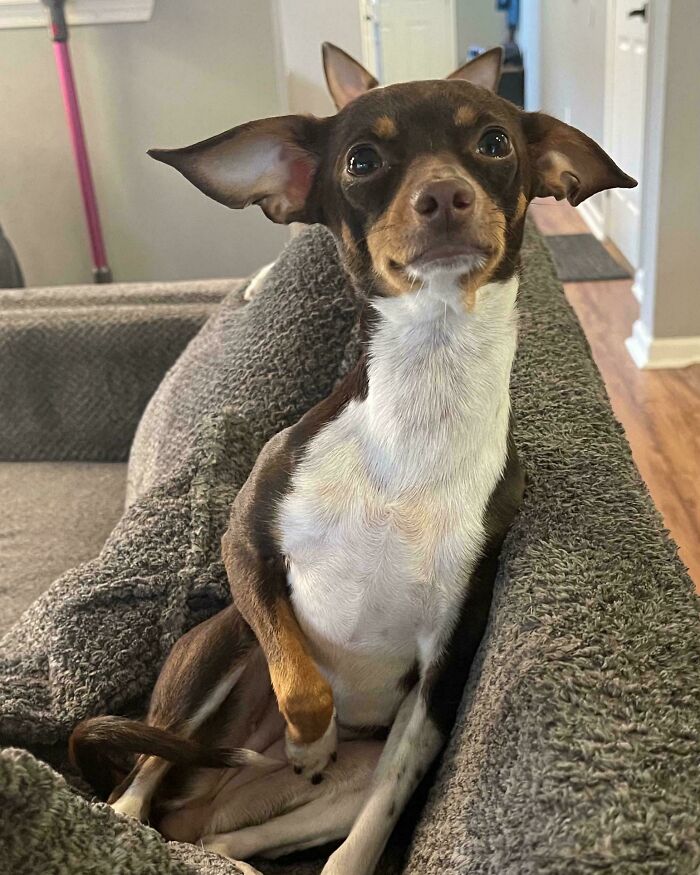 Was Told You Guys Might Like My 4-Eared Chihuahua