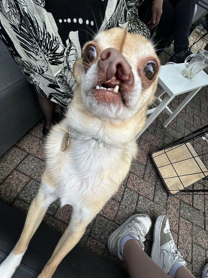 My Friend’s Dog, Rocco