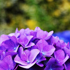 passaggidistato avatar