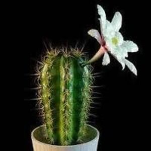 mrkoci_krunoslav avatar