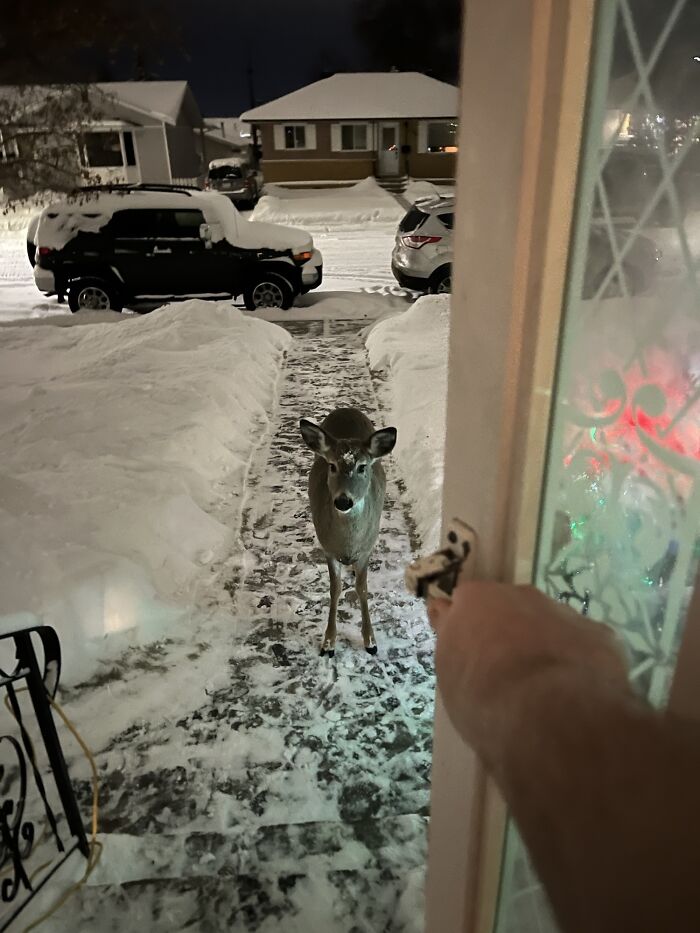 Cute deer standing on snowy doorstep at night. Cute deer standing on snowy doorstep at night.
