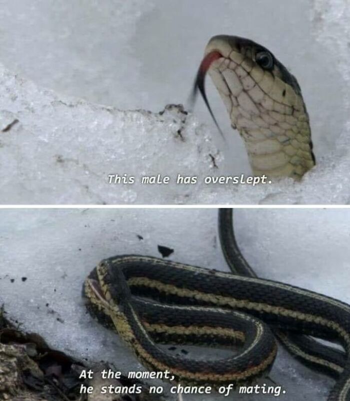 Snake emerging from snow with humorous text about oversleeping, illustrating a relatable science meme.
