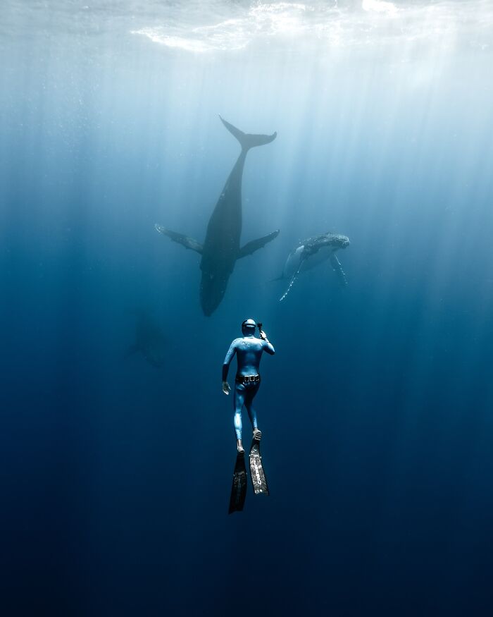 Diver encounters majestic whales underwater, showcasing marine life.