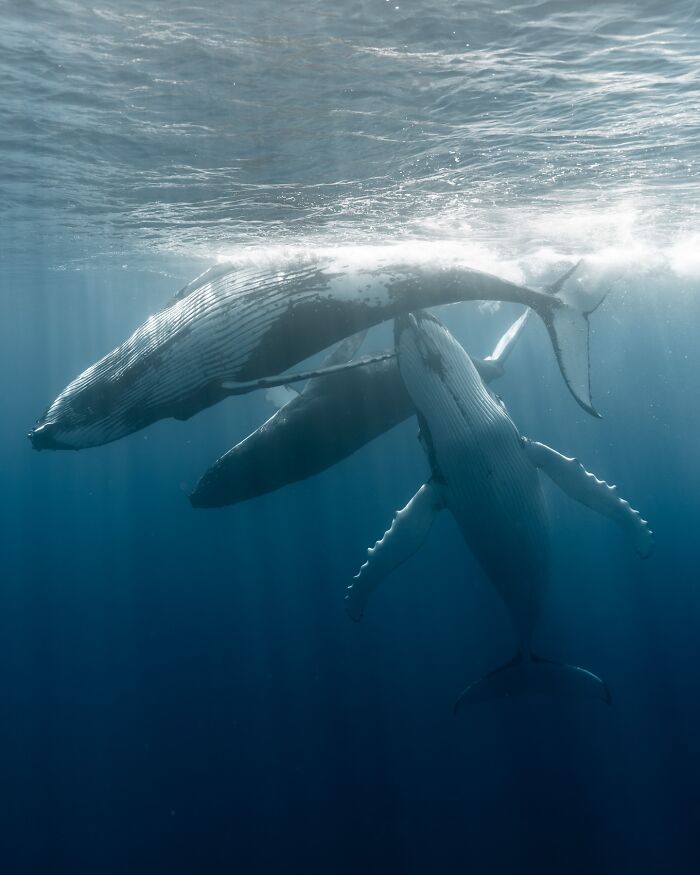 Three humpback whales gracefully swimming underwater, showcasing stunning marine life.