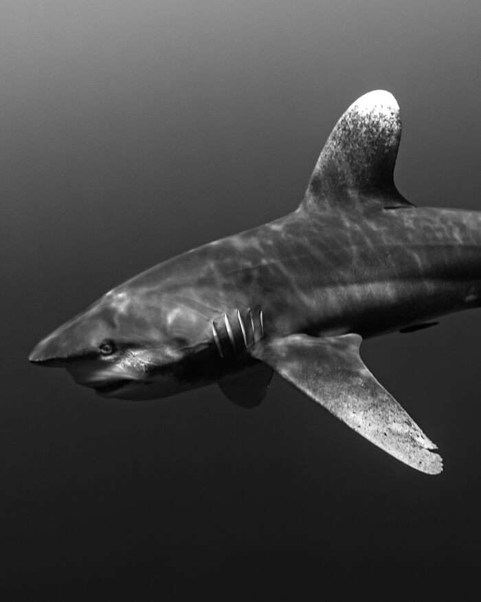 Black and white photo of a shark swimming, showcasing marine life.