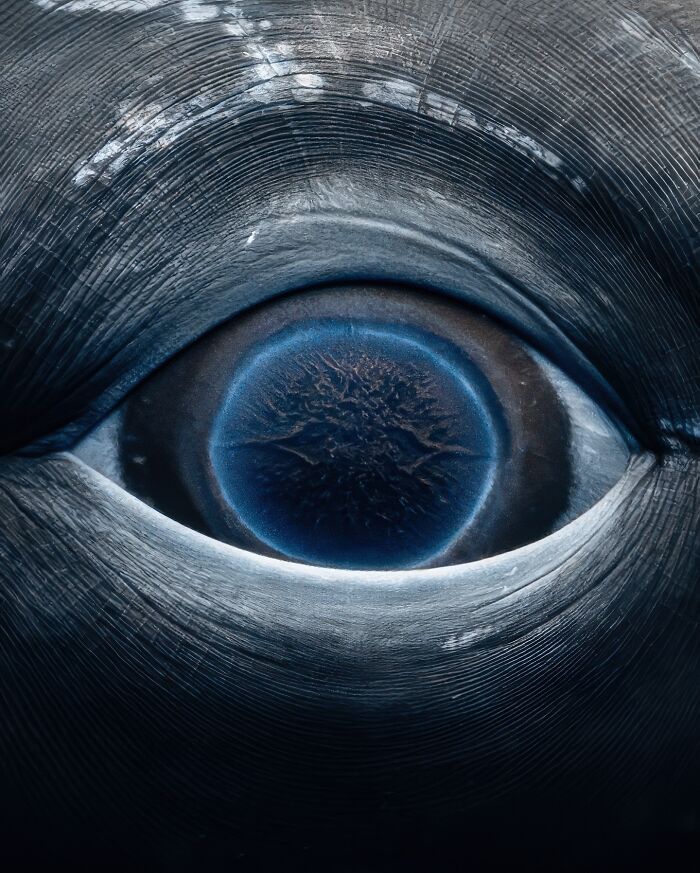 Close-up image of marine life, showcasing the intricate details of a whale's eye.
