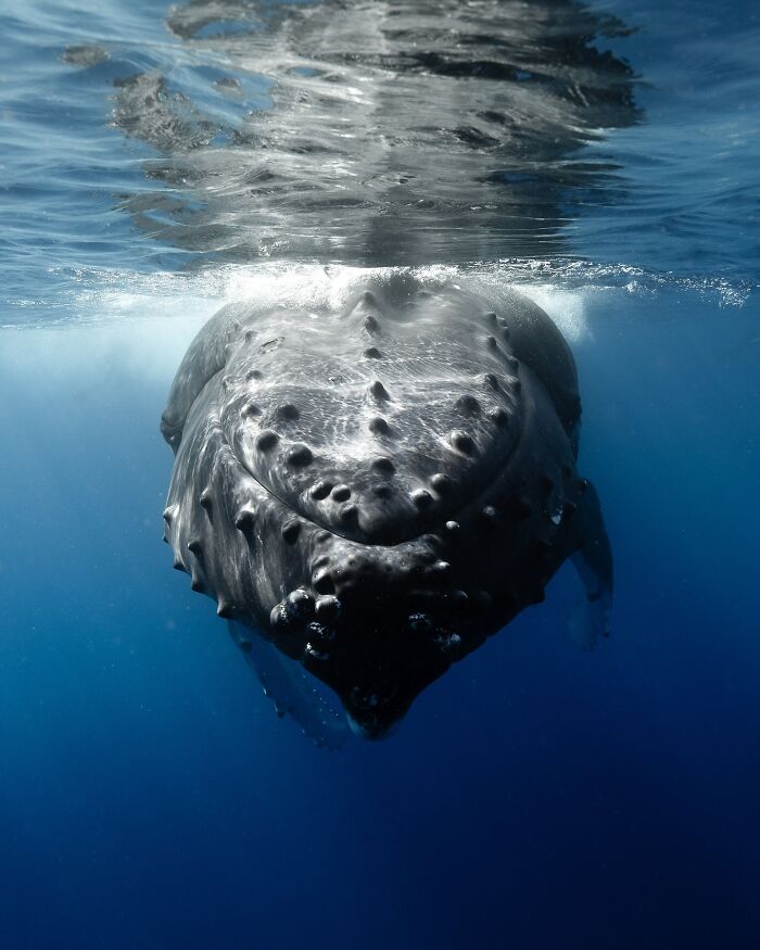 Close-up of a whale underwater showcasing incredible marine life.