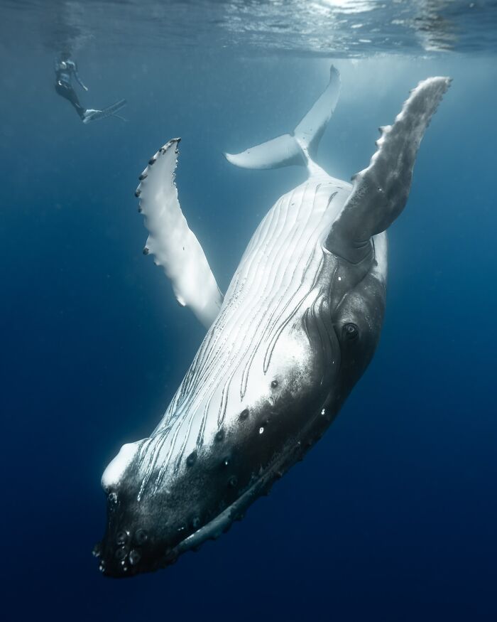 Diver swimming near a majestic whale, showcasing stunning marine life.