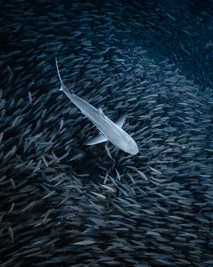 Shark swimming through a dense school of fish, showcasing incredible marine life.