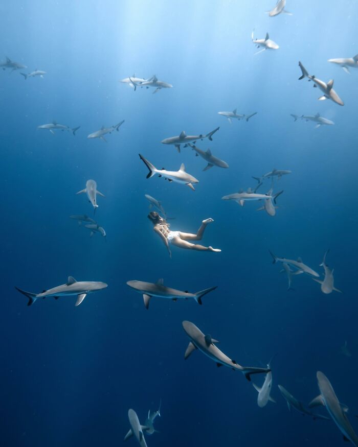 Marine life photography of a swimmer surrounded by sharks in deep blue water.