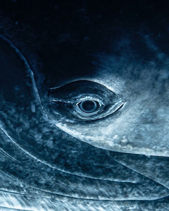 Close-up of marine life showing the detailed eye and textured skin of a whale, captured by photographer Rachel Moore.