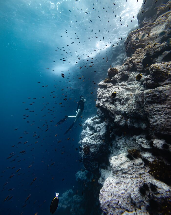 Diver explores vibrant marine life near a coral reef, surrounded by schools of fish in clear blue water.