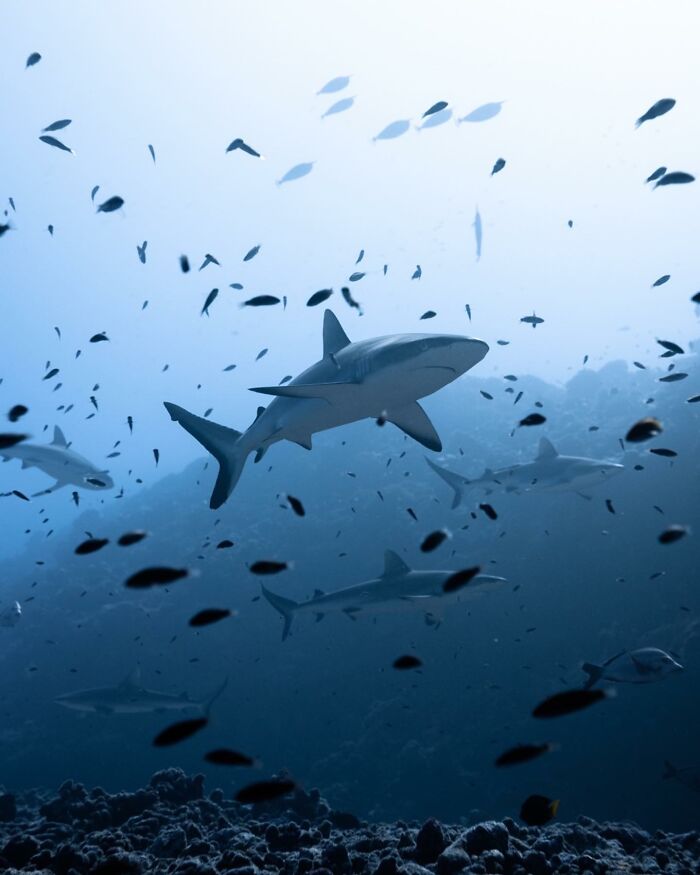 Sharks swimming among fish in a deep ocean scene, capturing stunning marine life.