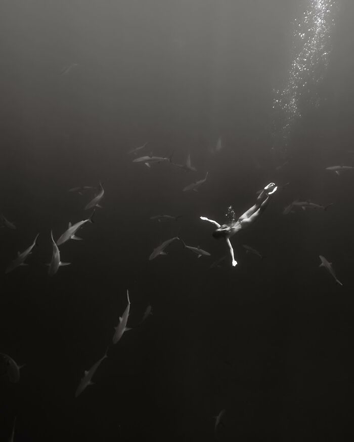 Diver surrounded by sharks in a mesmerizing display of marine life.