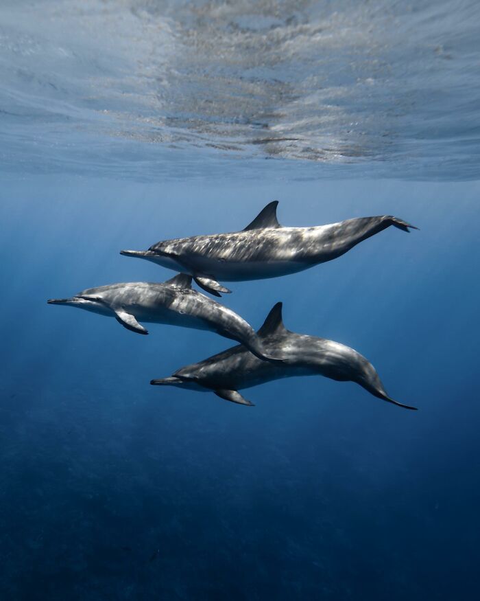 Three dolphins swimming underwater, showcasing marine life.