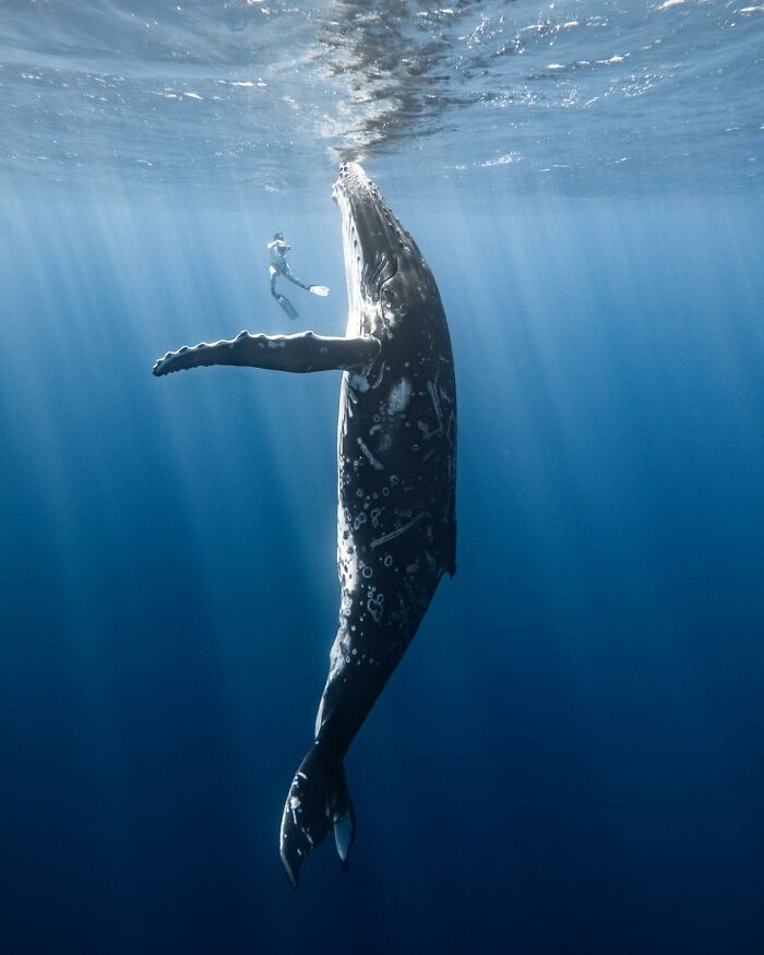 Marine life photo of a diver swimming alongside a majestic humpback whale near the ocean surface.