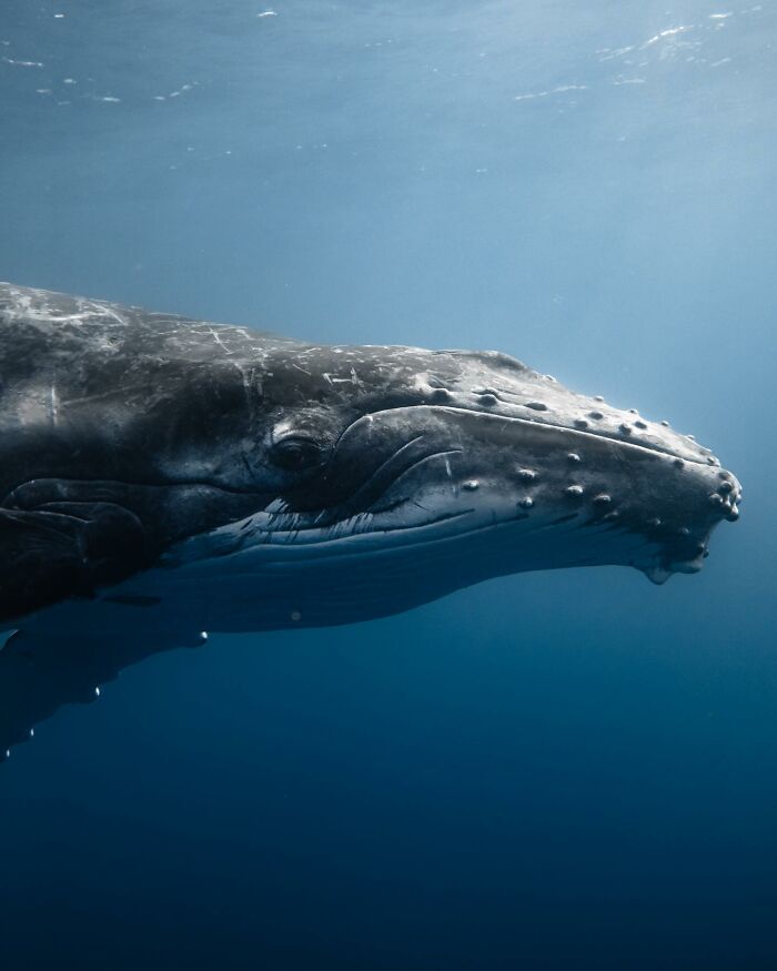 Close-up of a whale underwater, showcasing marine life.