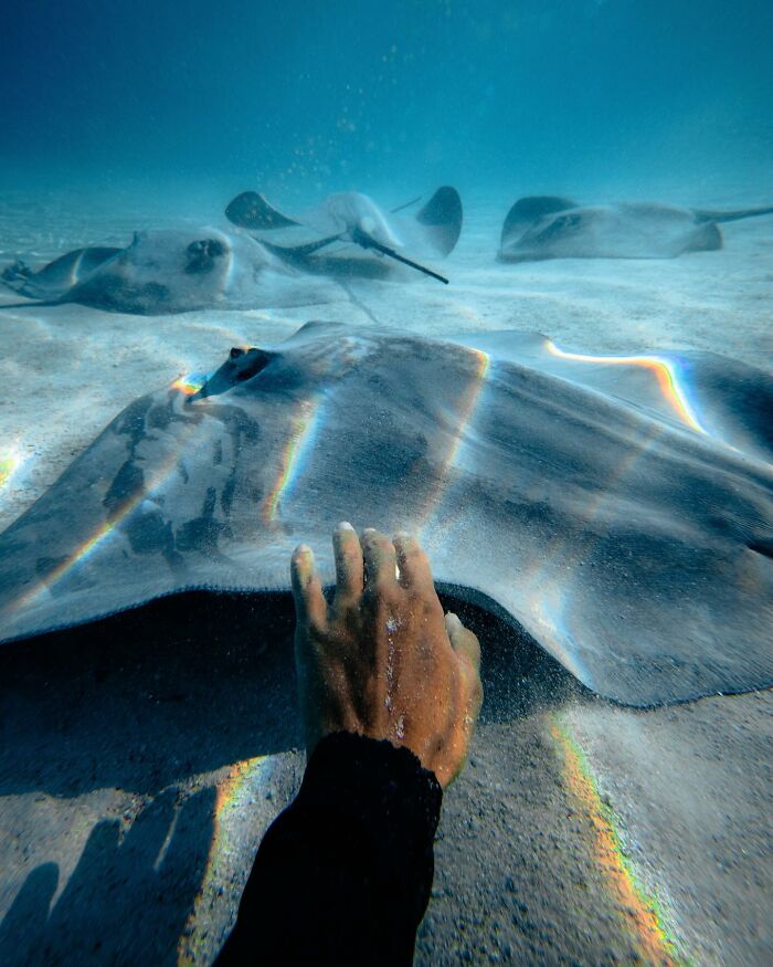 Hand touching a stingray underwater, showcasing incredible marine life photography.