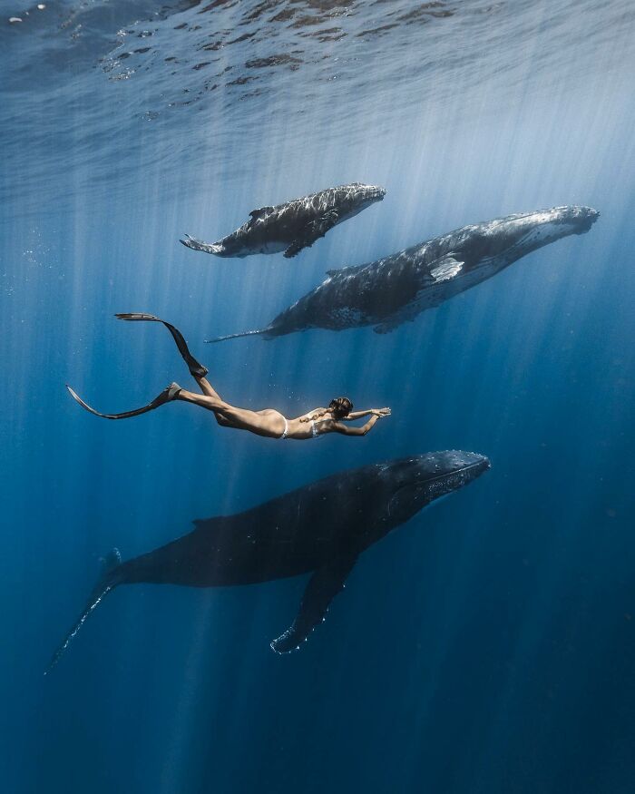 Diver swimming gracefully with whales in an incredible marine life scene captured underwater.