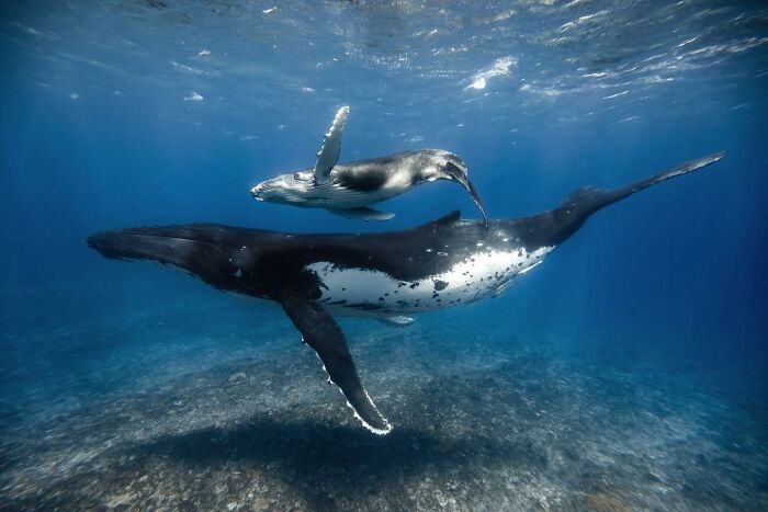 Marine life: A baby whale swims alongside its mother in clear blue ocean waters.